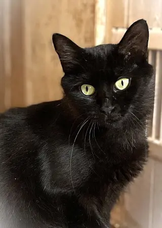 Triscuit
