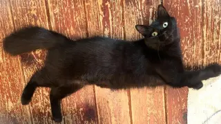 Triscuit