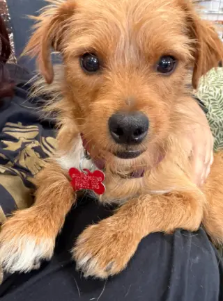 Biscuit