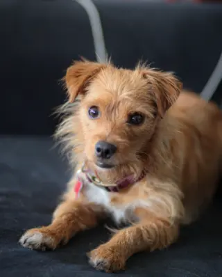Biscuit
