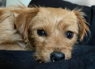 Biscuit