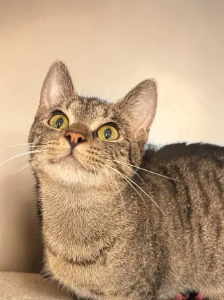 Biscotti