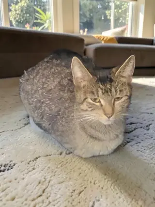 Biscotti