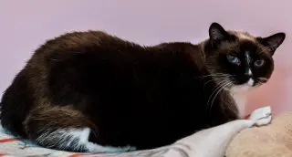 Celeste (bonded to Dipper) - KBC