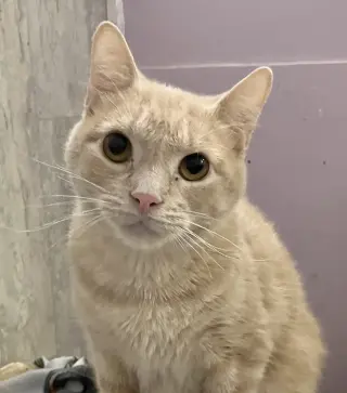 Paprika (bonded to Cayenne)