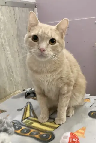Paprika (bonded to Cayenne)