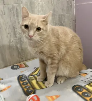 Paprika (bonded to Cayenne)