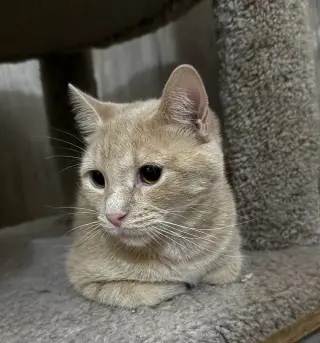 Paprika (bonded to Cayenne)