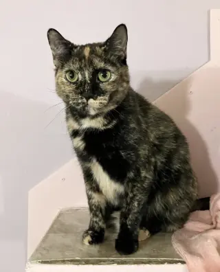 Cayenne (bonded to Paprika)
