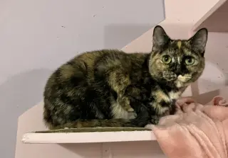 Cayenne (bonded to Paprika)