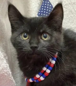 Houdini (bonded to Juliet)
