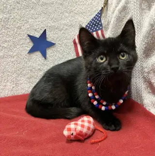 Houdini (bonded to Juliet)