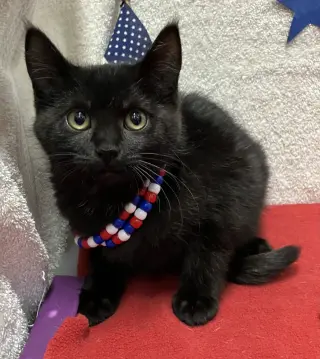 Houdini (bonded to Juliet)