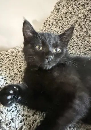 Houdini (bonded to Juliet)