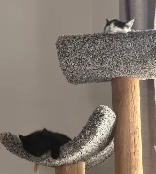 Houdini (bonded to Juliet)