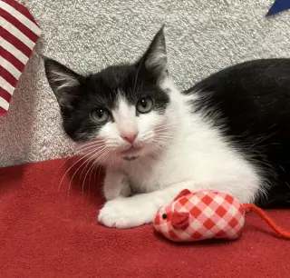 Juliet (bonded to Houdini)