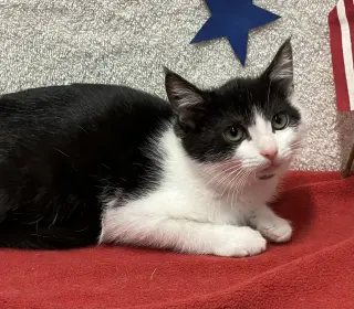 Juliet (bonded to Houdini)