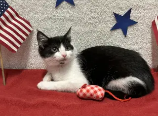 Juliet (bonded to Houdini)