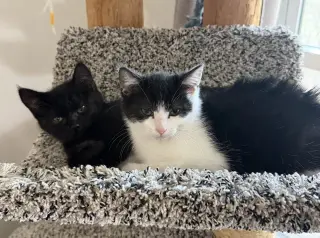 Juliet (bonded to Houdini)