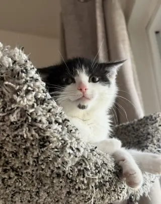 Juliet (bonded to Houdini)
