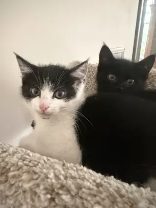 Juliet (bonded to Houdini)