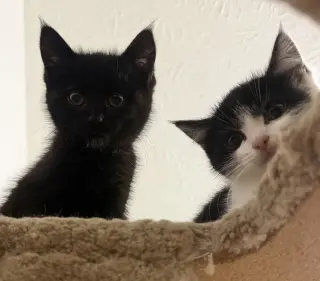 Juliet (bonded to Houdini)