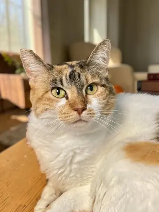 Mazie