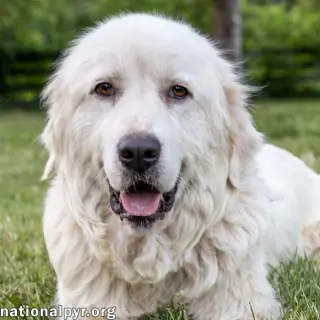 Adella in CT - Loves Other Dogs!