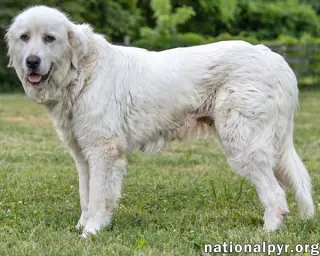 Adella in CT - Loves Other Dogs!
