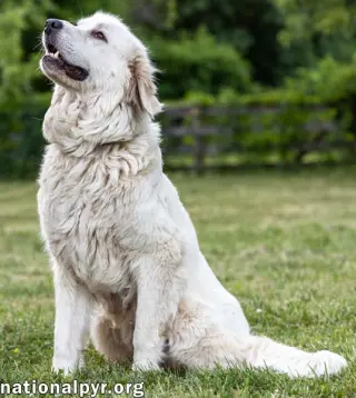 Adella in CT - Loves Other Dogs!