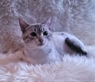 Lagetha