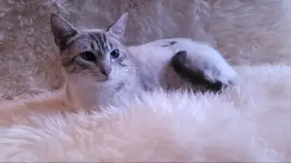 Lagetha