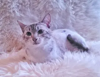 Lagetha
