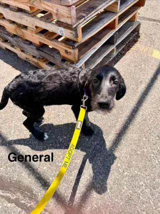 GENERAL
