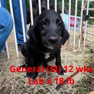 GENERAL