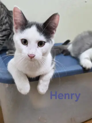 Henry