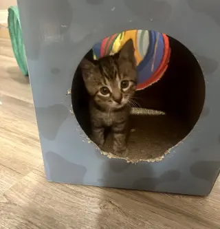 Kitty Chefs : Brooke
