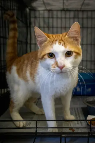 Tinker (FCID# 05/15/26-23 Brookhaven PS