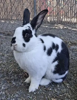 Moo