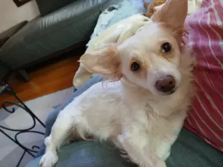 Sugar