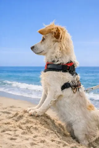 Sugar
