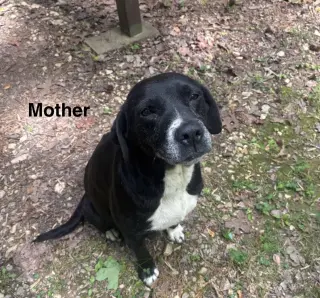 Mudder