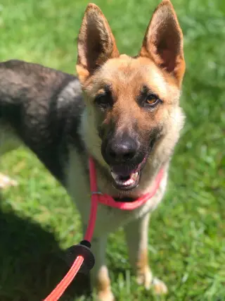 Java