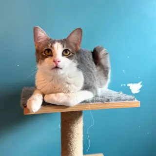 BB