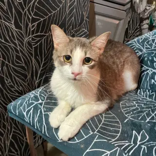 BB