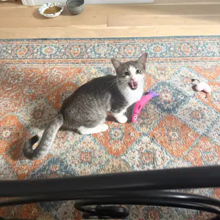 BB