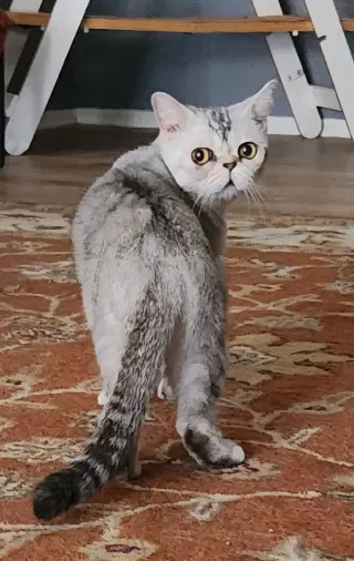 Exotica