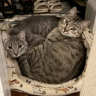 Cashew (sweet and soft and loves his BFF Almond)