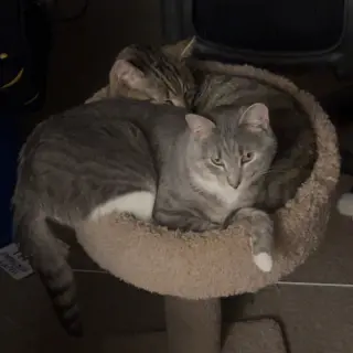 Cashew (sweet and soft and loves his BFF Almond)