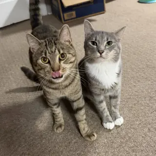 Cashew (sweet and soft and loves his BFF Almond)